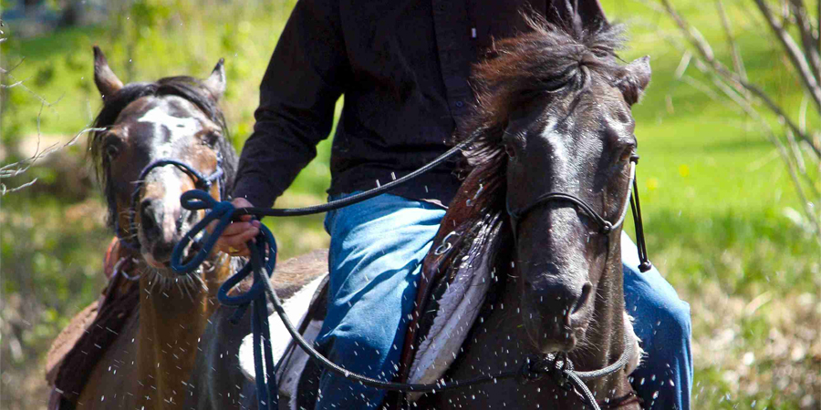 The American Paso Fino Horse Association