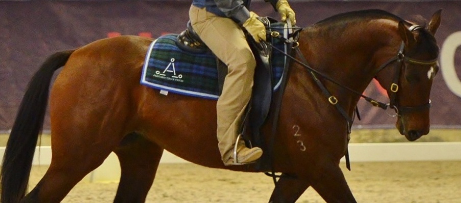 A Powerhouse Breeder in Working Equitation
