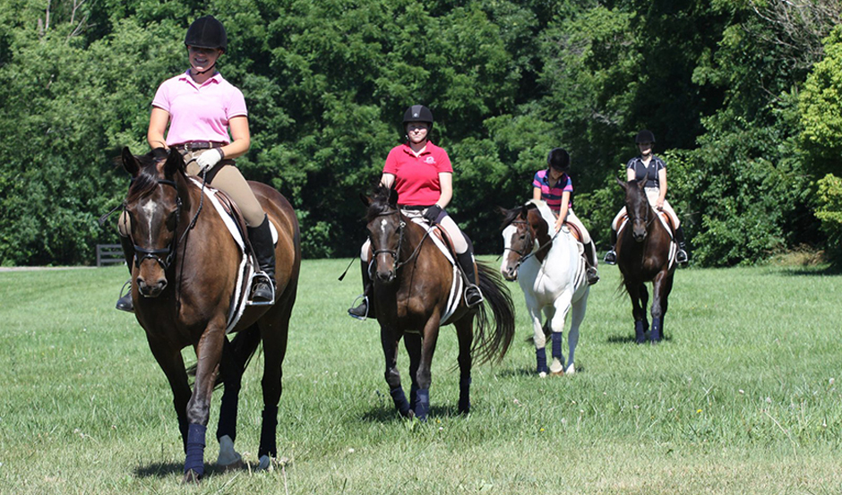 Trail Riding Horses and Ponies Auction