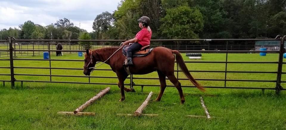 ETS: Life with Osteogenesis Imperfecta, and a Paso Fino!