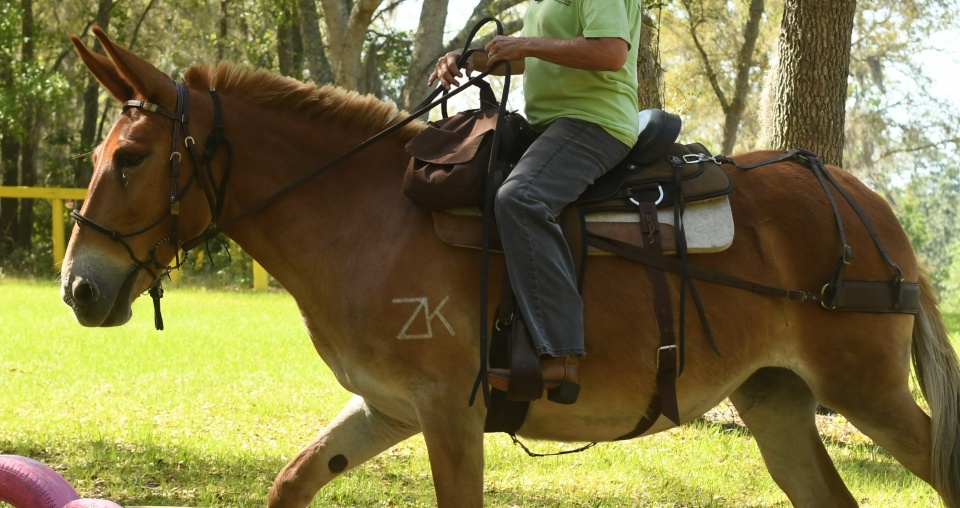 TOP 10 Reasons to Ride with Equine Trail Sports!