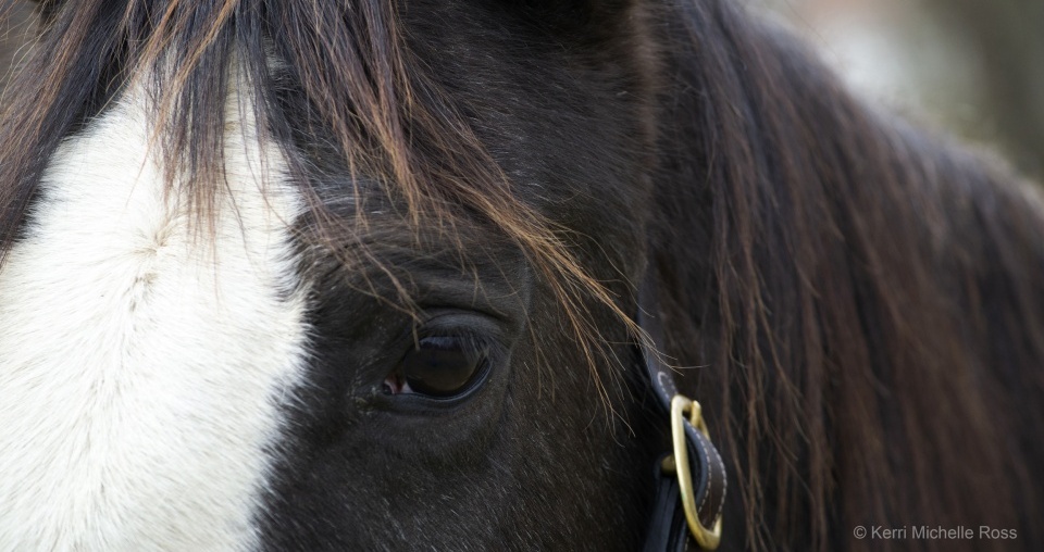 Non-Profit: Horse Haven of Tennessee