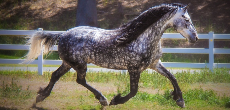 The Warlander Horse